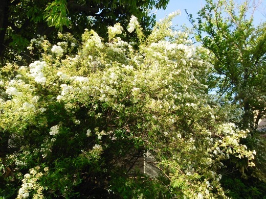 flower-10.jpg