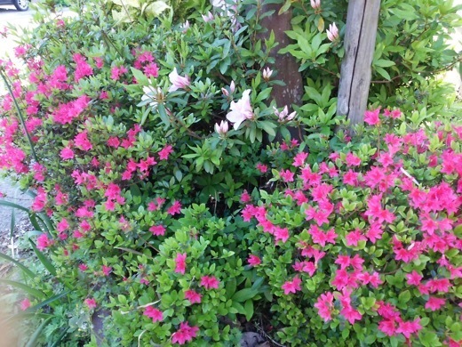 flower-8.jpg