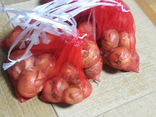 onion-19.jpg
