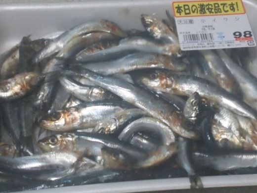 sardine-1.jpg